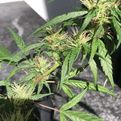 Preensed growlog photo: Atualizando floração 
