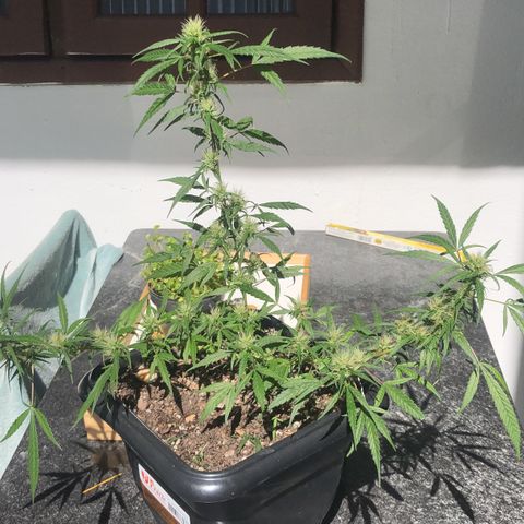 Preensed growlog photo: Atualizando floração 