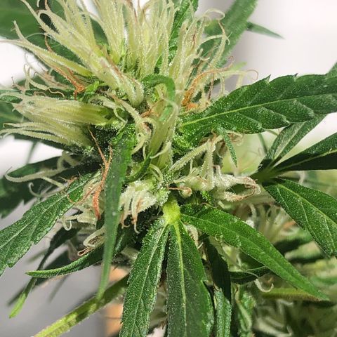Preensed growlog photo: Atualizando floração 
