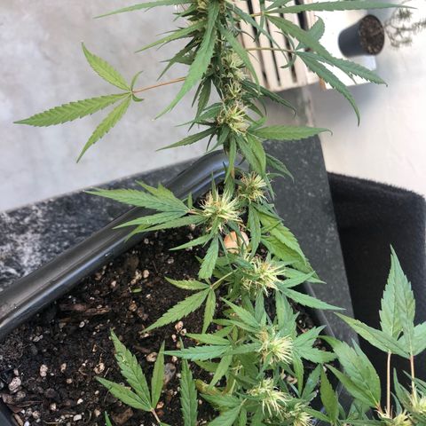 Preensed growlog photo: Atualização fotográfica, finalizando a flora.