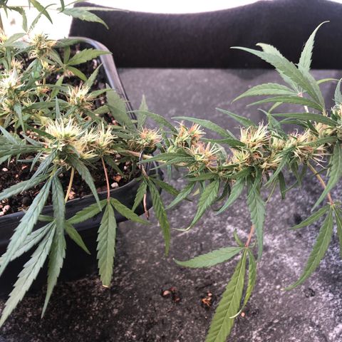 Preensed growlog photo: Atualização fotográfica, finalizando a flora.