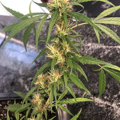 Preensed growlog photo: Atualização fotográfica, finalizando a flora.