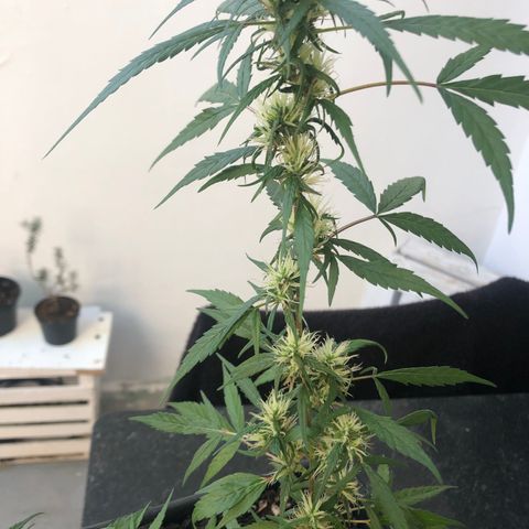 Preensed growlog photo: Atualização fotográfica, finalizando a flora.