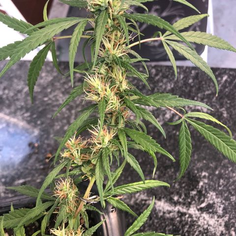 Preensed growlog photo: Atualização fotográfica, finalizando a flora.