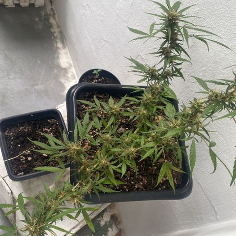 Preensed growlog photo: Atualizando final de flora
