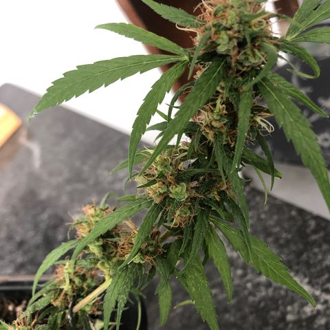 Preensed growlog photo: Reta final, mais 7 dias ela será colhida.