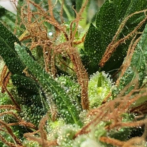 Preensed growlog photo: Reta final, mais 7 dias ela será colhida.