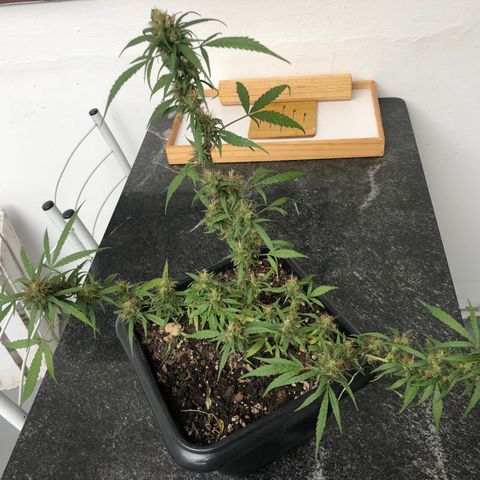 Preensed growlog photo: Reta final, mais 7 dias ela será colhida.
