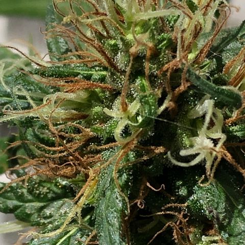 Preensed growlog photo: Reta final, mais 7 dias ela será colhida.