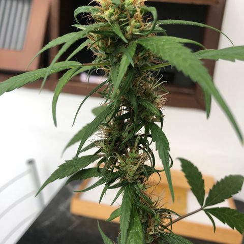 Preensed growlog photo: Reta final, mais 7 dias ela será colhida.