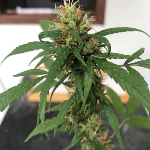 Preensed growlog photo: Reta final, mais 7 dias ela será colhida.