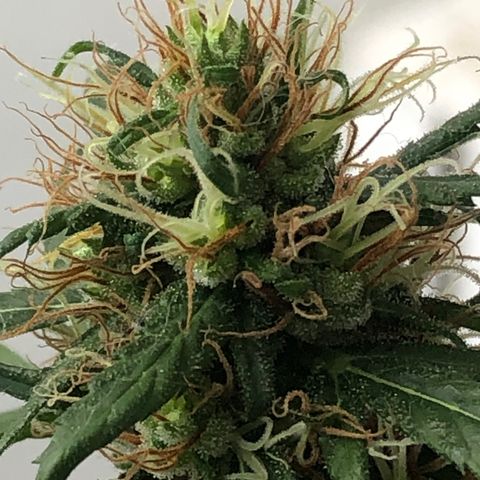 Preensed growlog photo: Reta final, mais 7 dias ela será colhida.