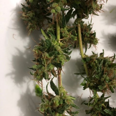 Preensed growlog photo: Colheita 