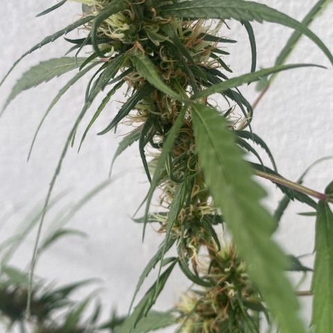 Preensed growlog photo: Colheita 