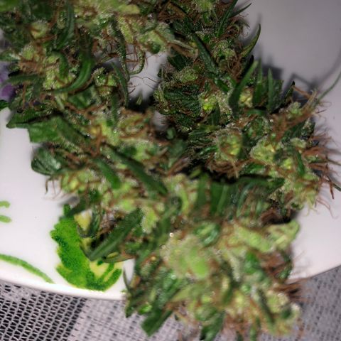 Preensed growlog photo: Colheita 