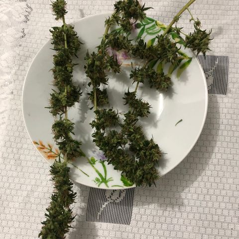 Preensed growlog photo: Colheita 