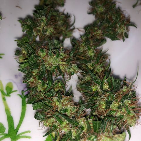 Preensed growlog photo: Colheita 