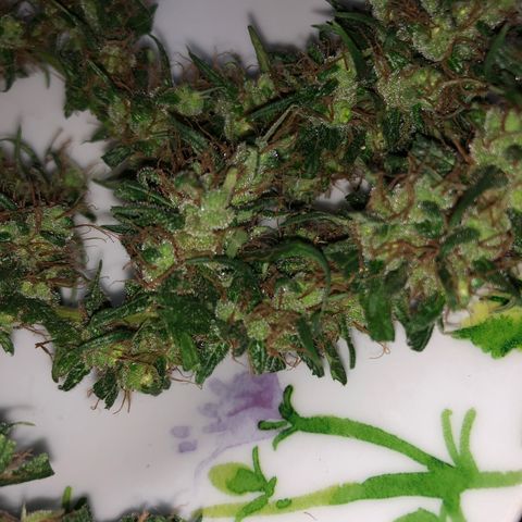 Preensed growlog photo: Colheita 