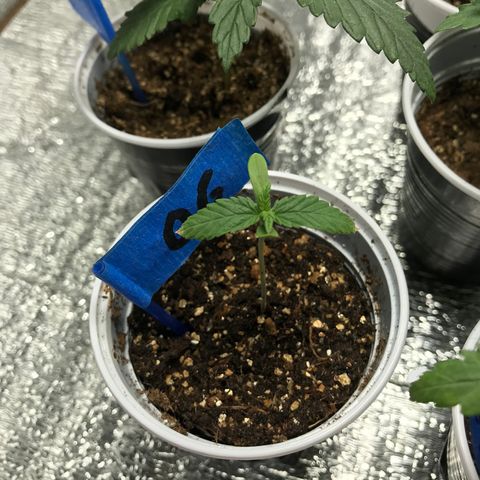 OG Kush growlog photo