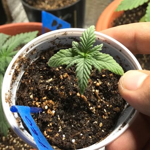 OG Kush growlog photo