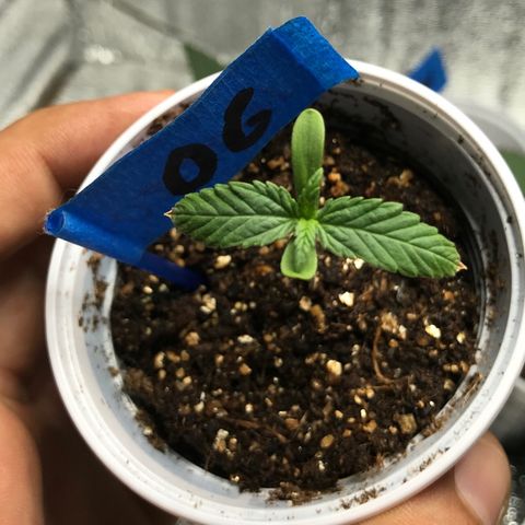 OG Kush growlog photo
