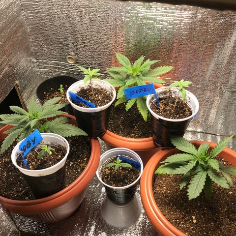 OG Kush growlog photo