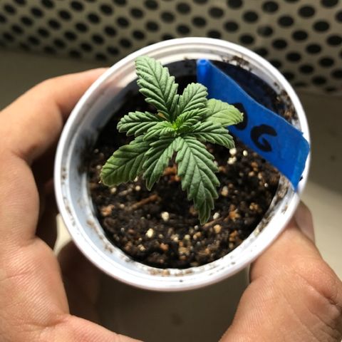 OG Kush growlog photo