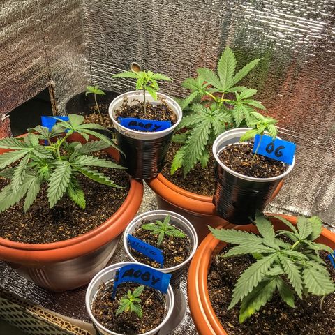 OG Kush growlog timeline photo