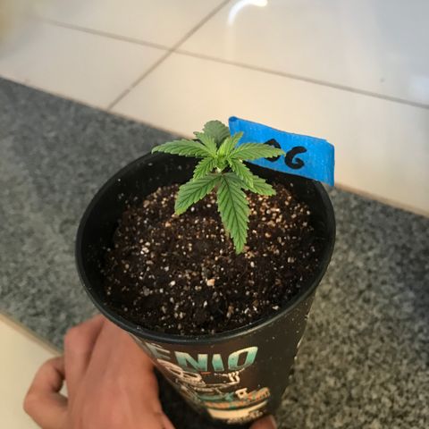 OG Kush growlog timeline photo