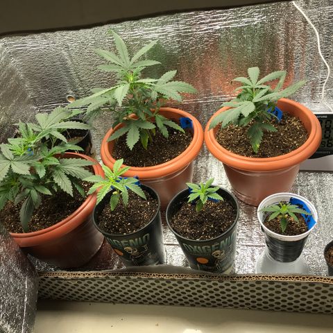 OG Kush growlog timeline photo