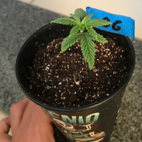 OG Kush growlog timeline photo