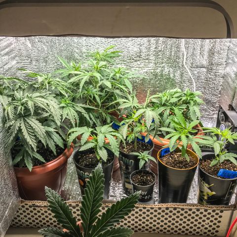 OG Kush growlog timeline photo