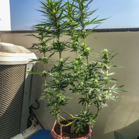 OG Kush growlog timeline photo