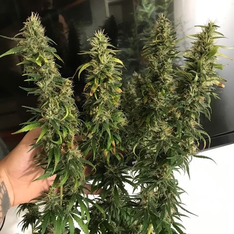 OG Kush growlog timeline photo