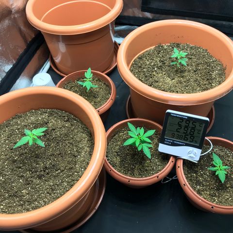 Moby-D growlog timeline photo