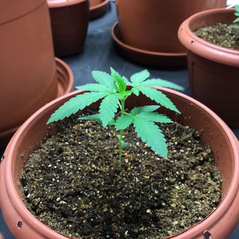 Moby-D growlog photo: 17 dias 