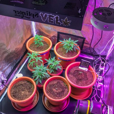 Moby-D growlog photo: 31 dias