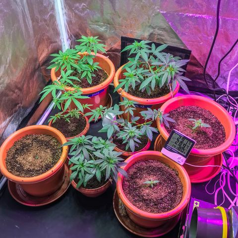 Moby-D growlog timeline photo