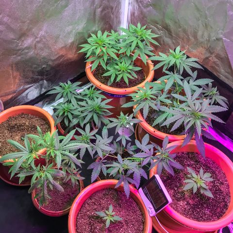 Moby-D growlog timeline photo