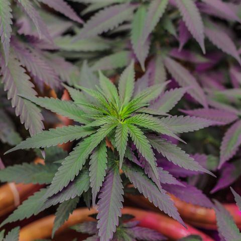 Moby-D growlog timeline photo