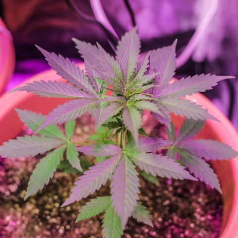 Moby-D growlog timeline photo