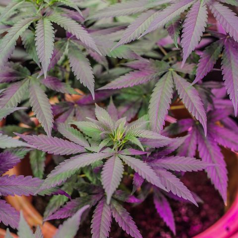 Moby-D growlog timeline photo