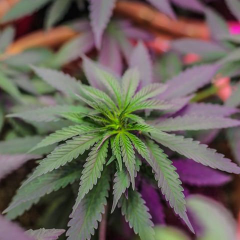 Moby-D growlog timeline photo