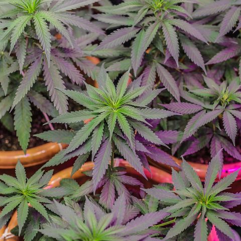 Moby-D growlog timeline photo