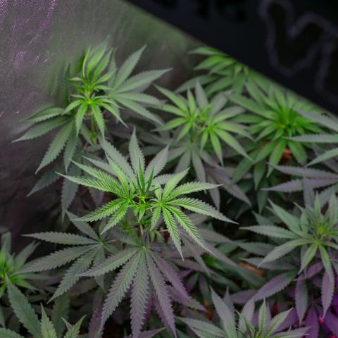Moby-D growlog timeline photo