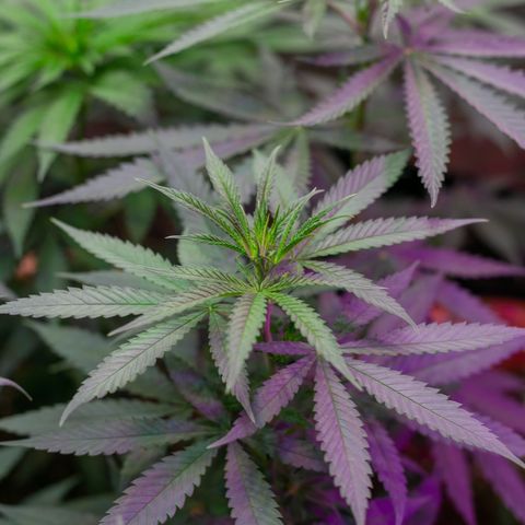 Moby-D growlog timeline photo