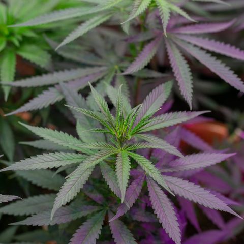 Moby-D growlog timeline photo