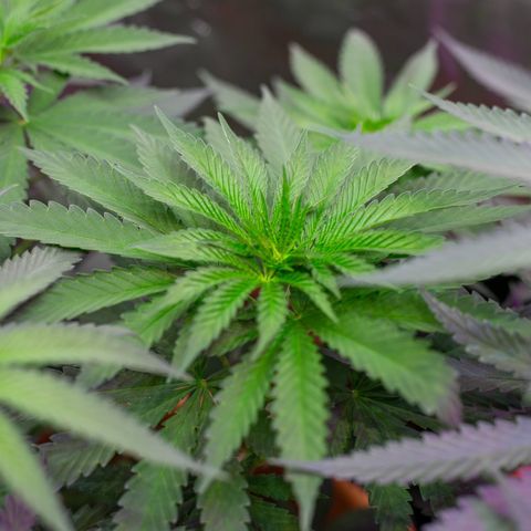 Moby-D growlog timeline photo