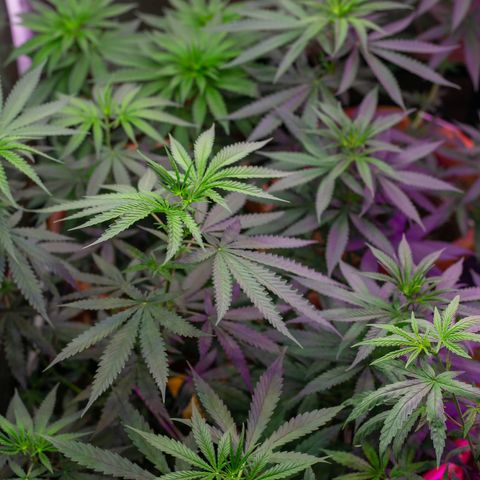 Moby-D growlog timeline photo