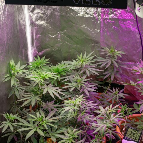 Moby-D growlog timeline photo